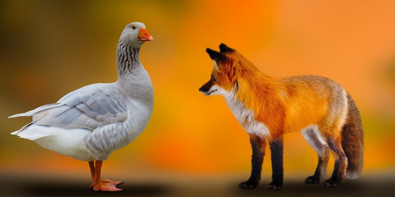 Wildlife encounters