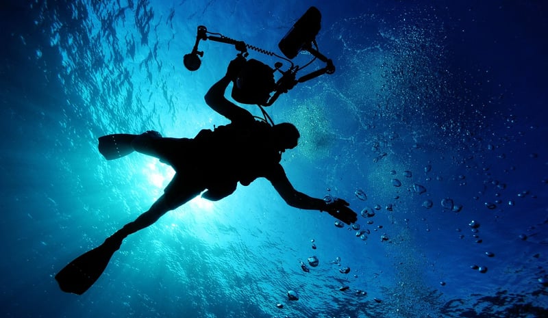 Swimming with Marine Life